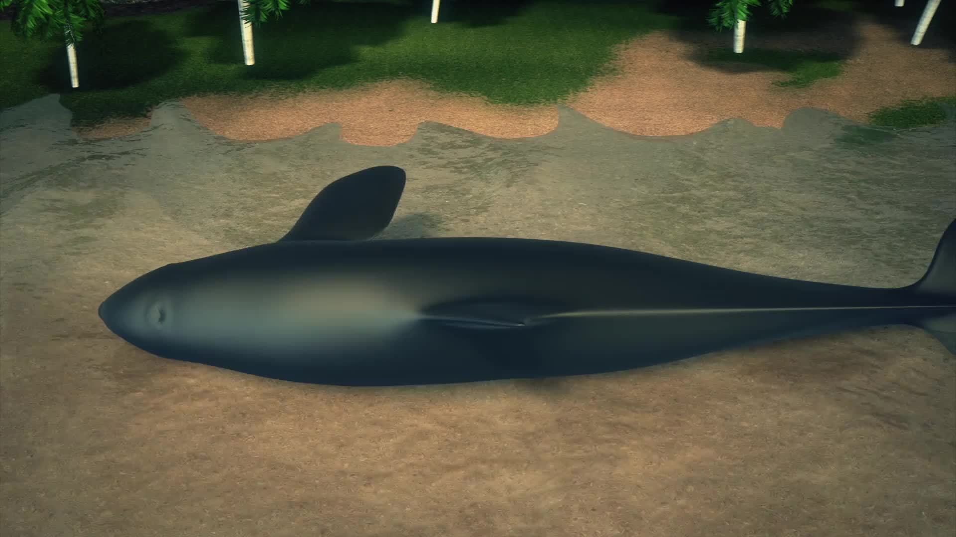 Explanation of how the stranding of whales happens